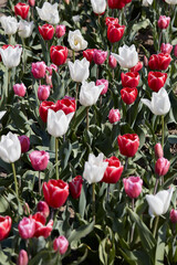 Wall Mural - Tulip flowers in red, white and pink colors texture background in spring sunlight