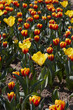 Tulip flowers in yellow and red colors and field in spring sunlight