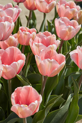 Wall Mural - Tulip Salmon Impression, pink flowers in spring sunlight