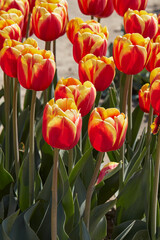 Wall Mural - Tulip Rambo flowers in red and yellow colors in spring sunlight