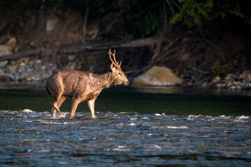 Wall Mural - wild male sambar deer or rusa unicolor side profile walking in fast flowing ramganga river water in winter morning light at dhikala zone of jim corbett national park forest reserve uttarakhand india