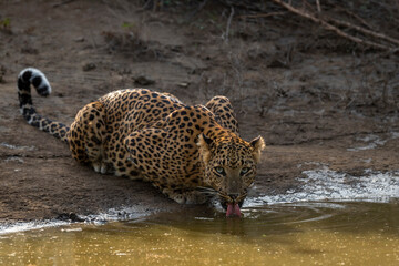 Wall Mural - Indian wild female leopard or panther or panthera pardus quenching thirst or drinking water from waterhole with eye contact during safari at jhalana forest reserve jaipur rajasthan india asia