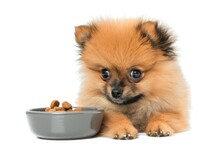 A Pomeranian Dog With Big Sad Eyes Sits By A Bowl Waiting For Food Isolated On Solid White Background
