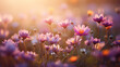 flowers in the morning, Beautiful  of spring flower field background. 