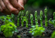 A man's hand carefully plants asparagus in the garden, breaking off young shoots at ground level. The focus on close-up detail captures the essence and beauty of garden work. Agriculture.