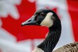 Canada geese on blure canada flag background