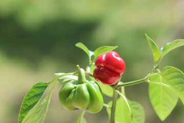 Wall Mural - bell peppers growing on the plant