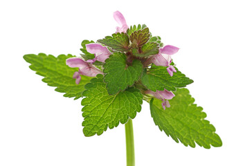 Wall Mural - Close up blooming dead nettles with purple flower, Red Dead-nettle, purple dead-nettle, (Lamium purpureum) isolated on white, macro