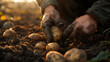Harvesting potatoes on the farm, agriculture, a farmer with a tablet checks the quality of the cut potatoes in the field, an agronomist sorts out vegetables, a delicious healthy food product, 