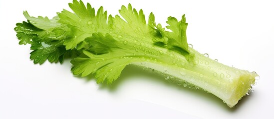 Poster - A close up of a celery plant stem is shown against a white background, highlighting its green color and unique texture as a terrestrial plant