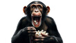 funny monkey with expectant face eating popcorn isolated on white background. Interested chimpanzee eating popping popcorn in his mouth with amazed face.