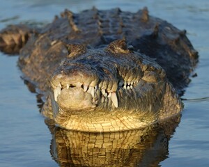 Wall Mural - Gorgeous Female American Crocodile Basking in the Florida Everglades