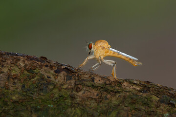 Wall Mural - gold robber fly from the family asilidae perching on wood bark, with natural bokeh background