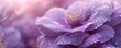 A Delicate Beauty: Purple camelia Macro Shot