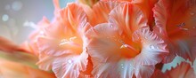 Close Up Of Gladiolus Orange Flower