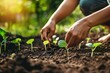 Man's hands tenderly planting seedlings in the soil