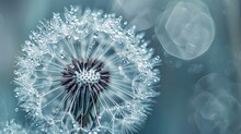 Close-up Of A Dandelion In Blue Tinted Light, Spring Summer Background