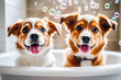 Funny portrait of two cute puppies looks at camera and washing in the bathroom with rainbow soap bubble. Happy little dogs showering with shampoo in white bathtub.