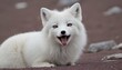 An Arctic Fox With Its Tongue Lolling Out In Exhau