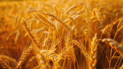 Poster - A detailed view of a wheat field. Perfect for agricultural concepts
