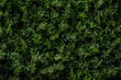 A lush herb wall of dark green living tapestry as a natural background with an array of rosemary cascading down in verdant waves of foliage
