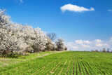 Fototapeta Tęcza - Spring fresh green field and blossoming trees
