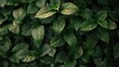 Close up of a plant with vibrant green leaves, suitable for nature and botanical themes