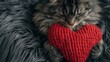 red knitted heart in the paws of a cat. A postcard with a gray and black fluffy cat