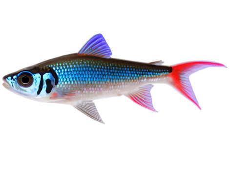 neon tetra aquarium fish isolated