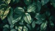 Close up of a plant with green leaves, perfect for botanical projects