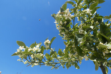 Wall Mural - Fiori di limone