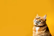 portrait of a funny red cat on a yellow background. Copyspace.
