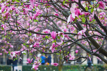 Wall Mural - Pink magnolia tree flowers on a spring rainy day in Paris, France.