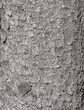 Vector illustration of the bark texture of the trunk of Norway spruce Picea abies. Nature skin background.
