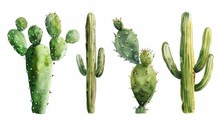 Group Of Cactus Plants On A Plain White Background. Perfect For Botanical Or Desert Themed Designs