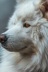 Aufkleber - A close-up view of a white dog's face, perfect for pet-related designs