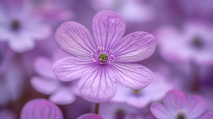 Wall Mural - purple floral background. Nature background Wallpaper. Spring background texture. Cover photo. Nature wallpaper. Blooming flower.