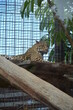 Leopard (Panthera pardus) in Jungle Parck, Tenerife