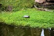 Turtle by a Pond on a Late Spring Day