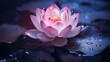 An open lotus flower on the lake. The concept of meditation and spirituality. Fabulousness and fantasy.