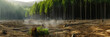 deforestation, in the center there is a felled tree, a stump, on the sides there is a pine forest, a clearing with branches, fog, smoke