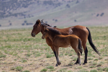 Canvas Print - Wild Horse Mare and Her Foal in theUtah Desert in Springtime