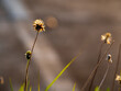 The seed of a Tridax Daisy flower when withering