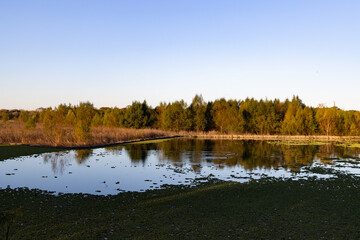 Wall Mural - Beautiful Buenos Aires Ecological Reserve Lagoon Landscape during a Sunset in Puerto Madero