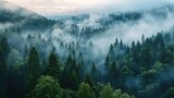 Fototapeta  - Amazing mystical rising fog forest trees landscape in black forest blackforest ( Schwarzwald ) Germany panorama banner