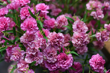 Wall Mural - Spring. Pink flowering trees close-up