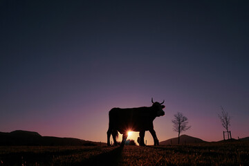 Wall Mural - cow silhouette in the meadow in summertime and sunset background