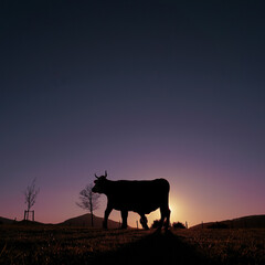 Wall Mural - cow silhouette in the meadow in summertime and sunset background