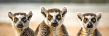 Portrait Of Group Of Three Ring-tailed Lemurs. Creative Banner Background. 