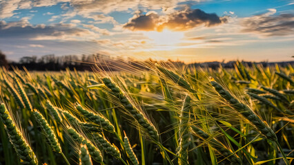 Wall Mural - Cereal field in a sunny day. Generated AI